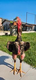 Gallo o shamo