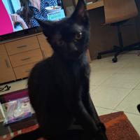 Vlady gattino 3 mesi