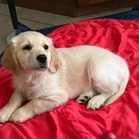 Golden retiver cucciola