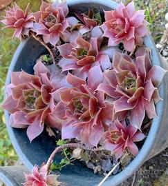 pianta grassa sul rossiccio