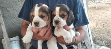 Beagle da caccia e compagnia qua