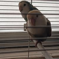 Pappagalli inseparabili