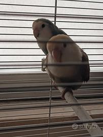 Pappagalli inseparabili