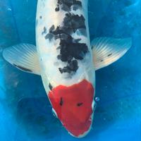Carpa koi 50cm