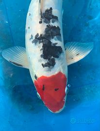 Carpa koi 50cm