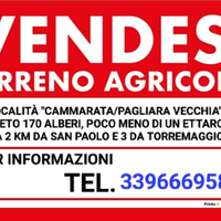 Oliveto 170 alberi terreno agricolo + 2 pozzi