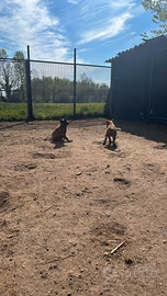 Pastori belga malinois