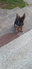 Animali