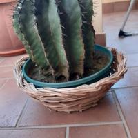 pianta da esterno la consegna a mano con accordi t