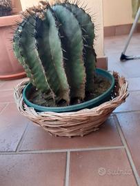 pianta da esterno la consegna a mano con accordi t