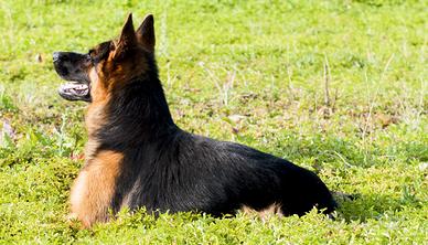 Stallone Pastore tedesco Pedigree