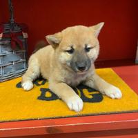 Cuccioli allevati da noi ( shiba inu 2 mesi)