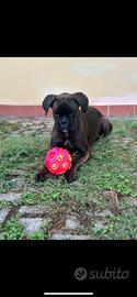 Vendo cane boxer razza pura