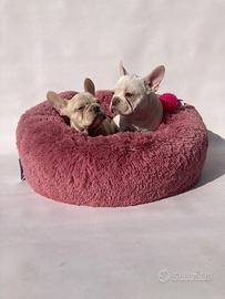 Bulldog Francesi - m & f