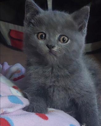Scottish fold è straight