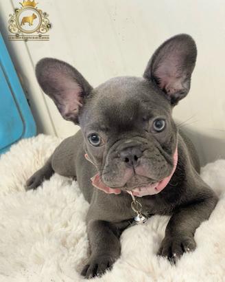 Baby Principessina Bulldog Francese Total Blu