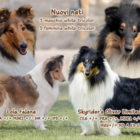 American collie pastore scozzese