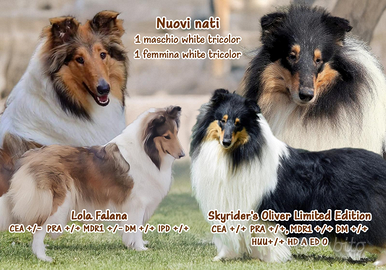 American collie pastore scozzese