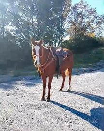 Cavalla Quarter Horse