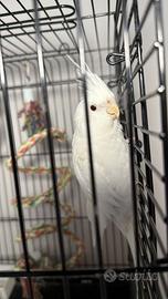 Pappagallo calopsite allevata a mano con gabbia