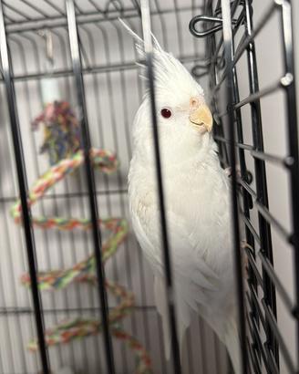 Pappagallo calopsite allevata a mano con gabbia