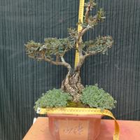 Bonsai di Olivastro altezza H 65 cm tronco 