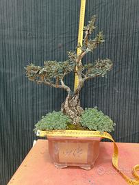 Bonsai di Olivastro altezza H 65 cm tronco 