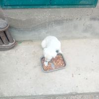 Cuccioli in adozione