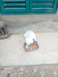 Cuccioli in adozione