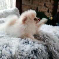Cuccioli di spitz nano