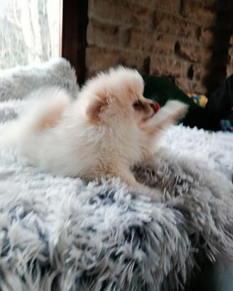 Cuccioli di spitz nano