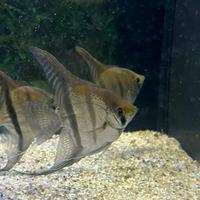 Pesci tropicali Scalari F1