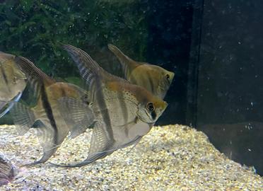 Pesci tropicali Scalari F1