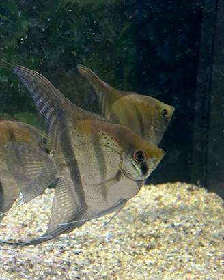 Pesci tropicali Scalari F1