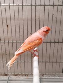 Canarini arlecchino portoghese