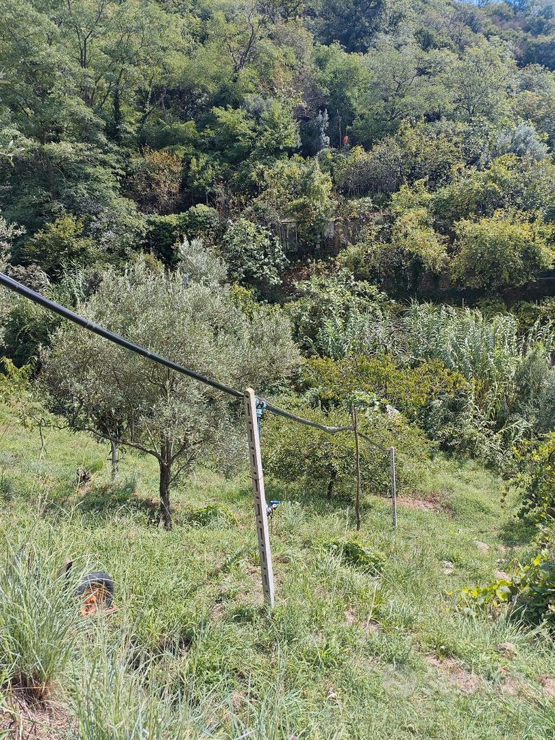 Terreno agricolo uliveto - Altro