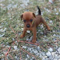 Cuccioli pinscher toy