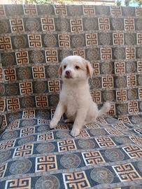 Maltese Mix Femminuccia