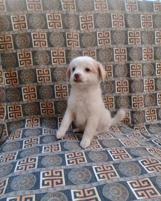 Maltese Mix Femminuccia