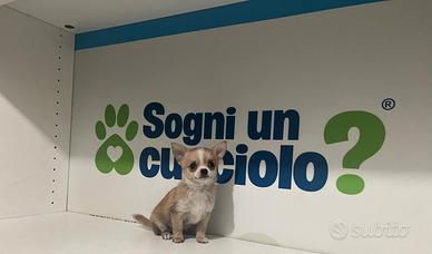 Chihuahua mini toy fulvo / bianco disponibile