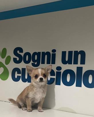 Chihuahua mini toy fulvo / bianco disponibile