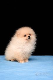 Cucciolo di pomerania