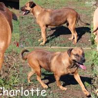 Charlotte, una vivace cagnolotta taglia media
