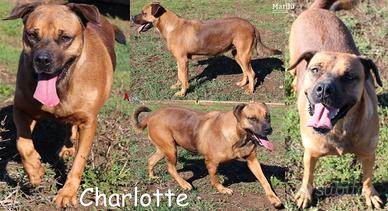 Charlotte, una vivace cagnolotta taglia media