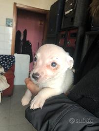 Cuccioli jack russell