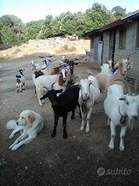 Capre maltesi per pecore - Animali In vendita a Nuoro