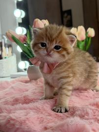 Gattina Scottish Golden Tabby FEMMINA