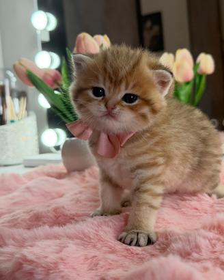 Gattina Scottish Golden Tabby FEMMINA