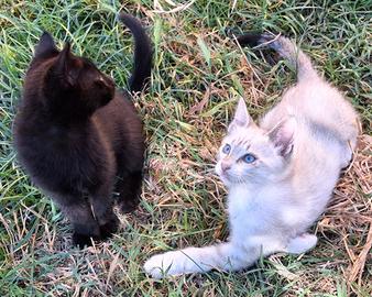 Gattini in adozione