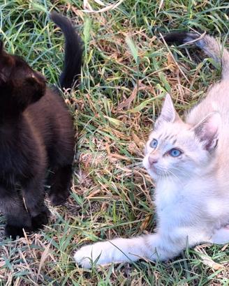 Gattini in adozione